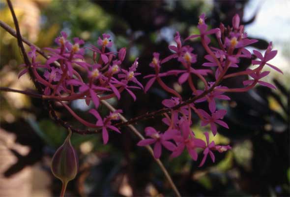 purple epidendrum photo
