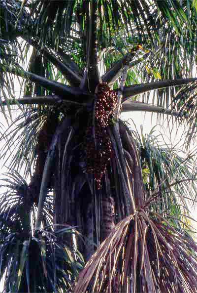moriche fruits on tree photo