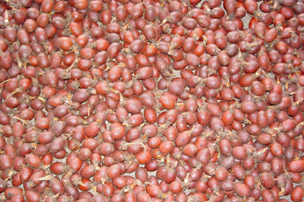 harvested moriche fruits photo