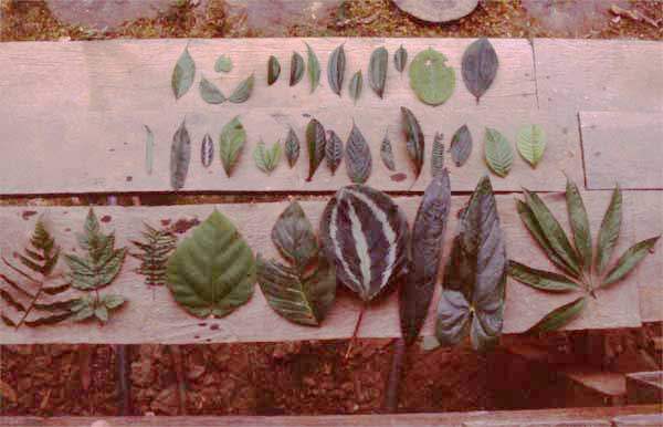 biodiversity photo biodiversity photo
