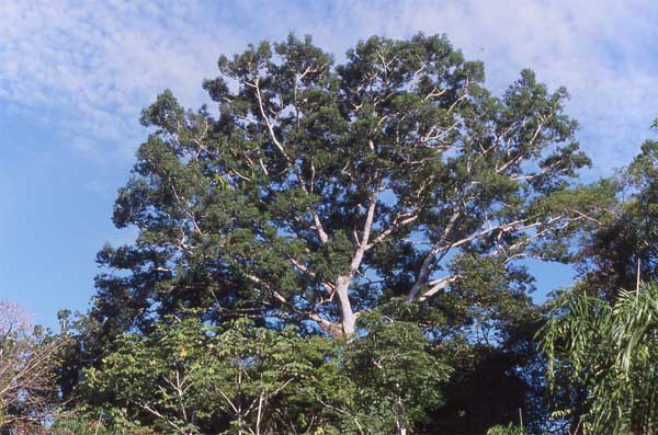 capirona crown photo