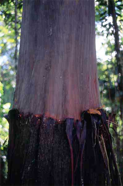 capirona trunk photo