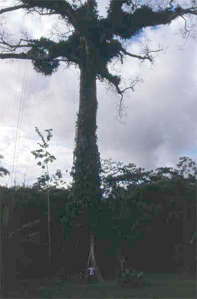 kapok tree photo
