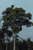 tall tree (2) photo