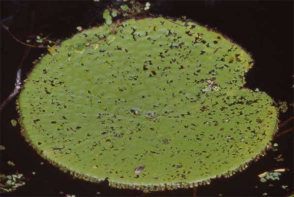 giant water lily pad photo giant water lily pad photo