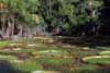 water lily habitat photo
