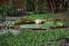 giant water lily flower photo