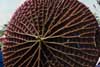 underside of lily pad photo