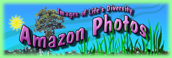 Welcome to Jungle Photos Amazon Welcome to Jungle Photos Amazon!
