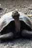 tortoise head photo tortoise head photo