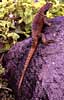 lava lizard photo