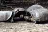tortoise group photo tortoise group photo