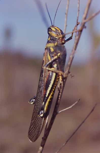 Photo of painted locust Photo of painted locust