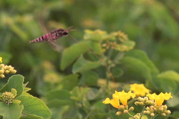 Photo of hawkmoth Photo of hawkmoth