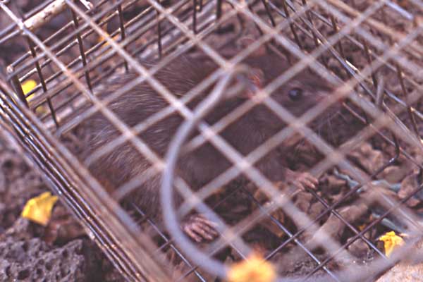 Photo of caged rat Photo of caged rat