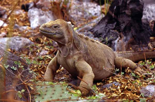 Photo of land iguana head