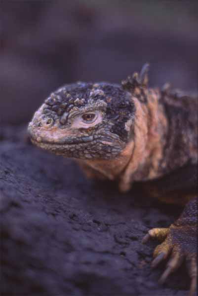 Photo of land iguana from South Plaza Island