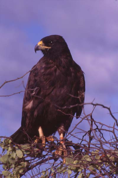 Photo of Galapagos hawk Photo of Galapagos hawk