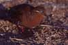 Galapagos dove photo