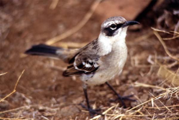 Photo of Galapagos mockingbird Photo of Galapagos mockingbird