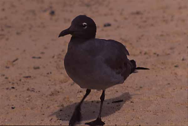 Photo of lava gull on beach Photo of lava gull on beach