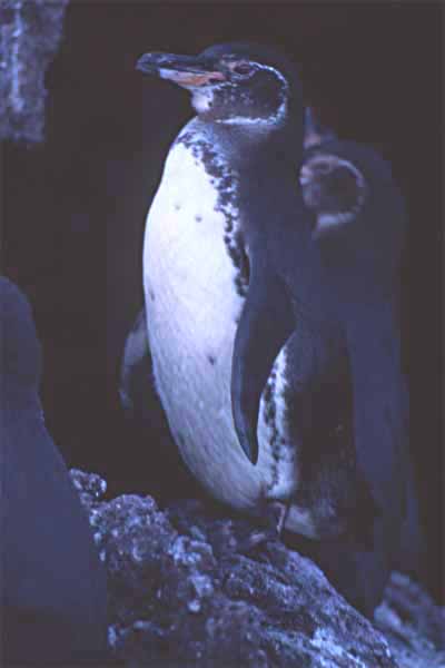 Photo of penguin resting on rock Photo of penguin resting on rock