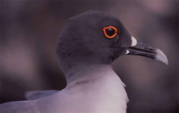Close-up photo of swallow tail gull Close-up photo of swallow tail gull
