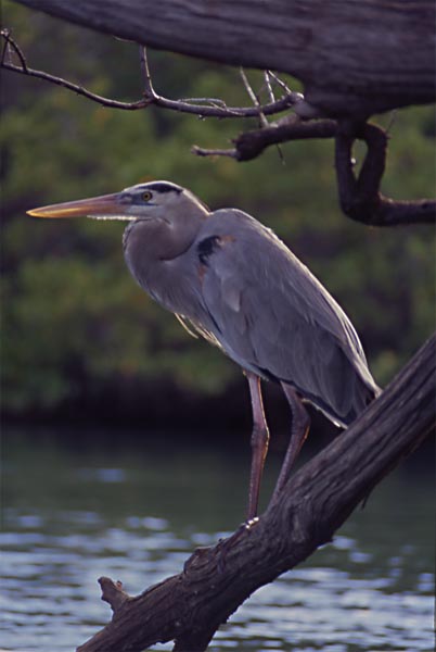 Photo of great blue heron