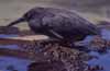 lava heron photo