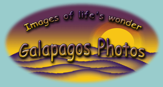 Welcome to Jungle Photos Galapagos Welcome to Jungle Photos Galapagos!