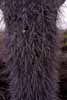 cactus spines photo