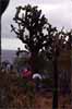 cactus tree photo