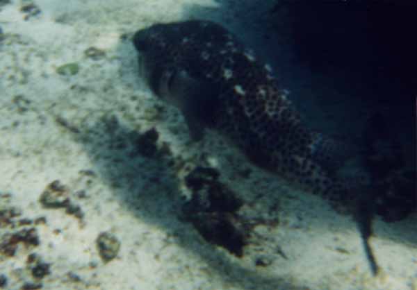 Photo of burr fish underwater Photo of burr fish underwater