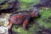 iguana feeding photo