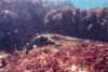 Click for sea reptiles photos