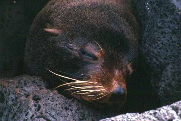Photo of furseal