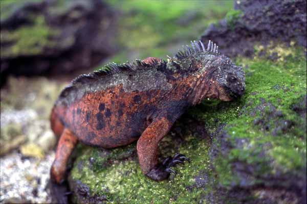 Photo of marine iguana grazing seaweed