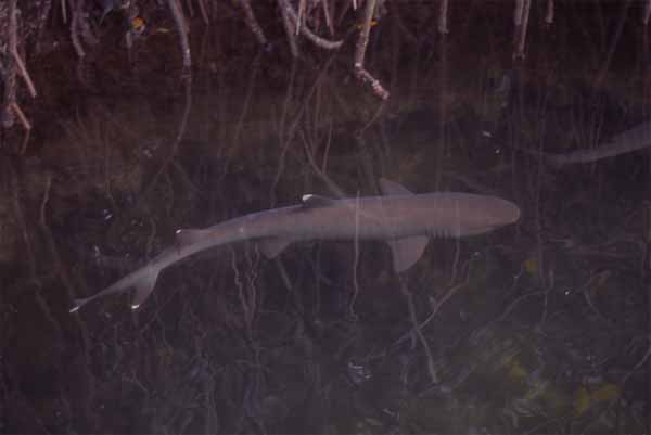Photo of white-tipped reef shark underwater